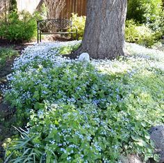 blue and white flowers are growing next to a tree in the yard with a bench