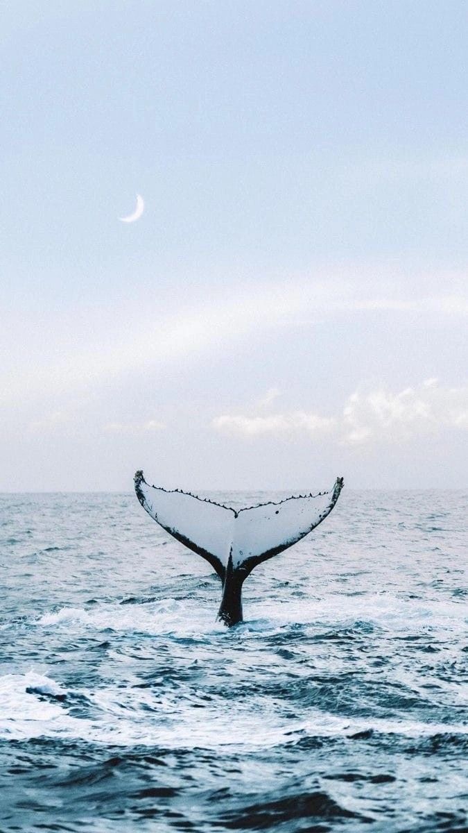 a whale tail flups out of the water