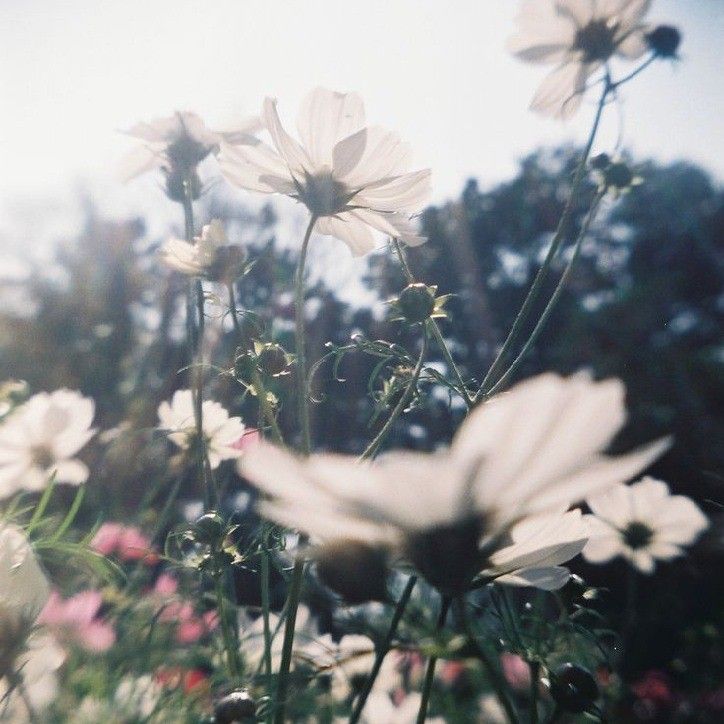 some white and pink flowers are in the grass with trees in the backround