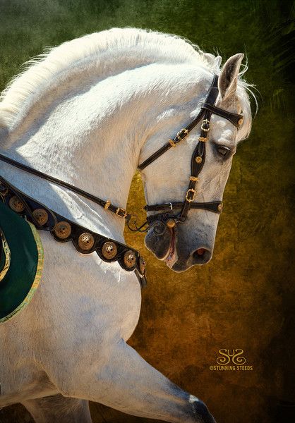 a white horse wearing a green and gold bridle on it's back