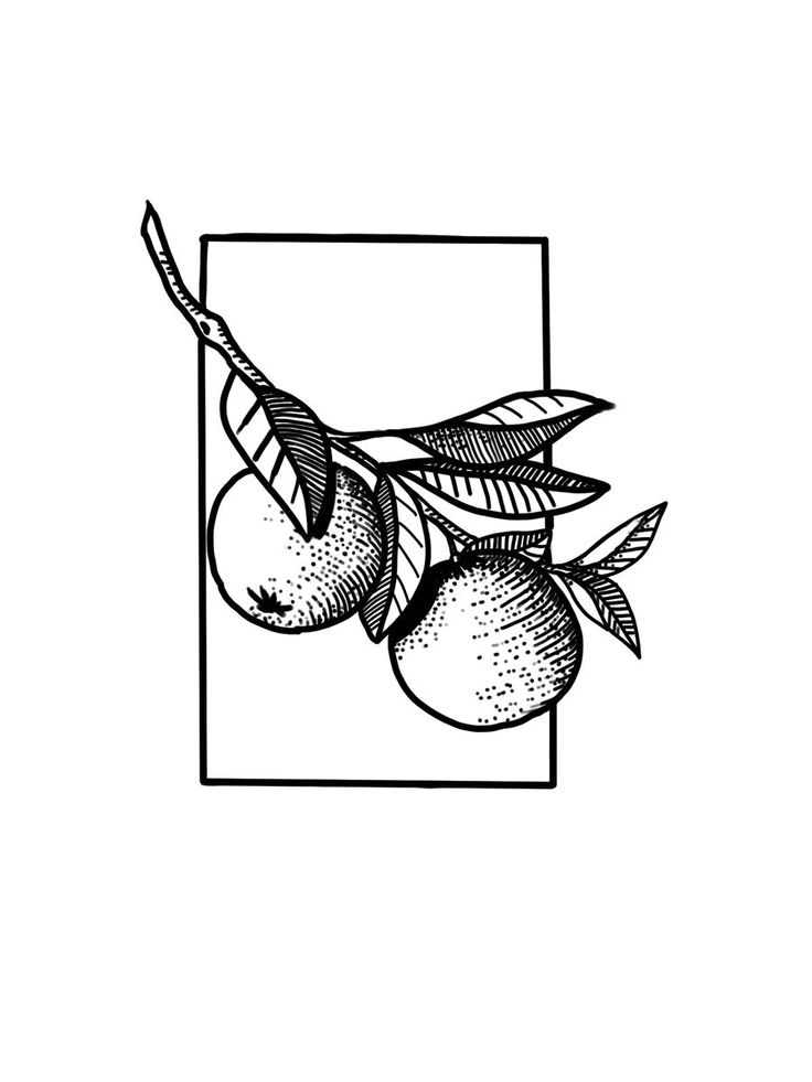 orangen line arttattooorangenbaumschwarz weiß Orange Tree Tattoo Black And White, Orange Blossom Line Drawing, Orange Fruit Tattoo Black And White, Tattoo Of An Orange, Orange Line Tattoo, Vintage Tattoo Aesthetic, Tattoo Of Orange, Orange Tattoo Fruit Black, Orange Line Drawing