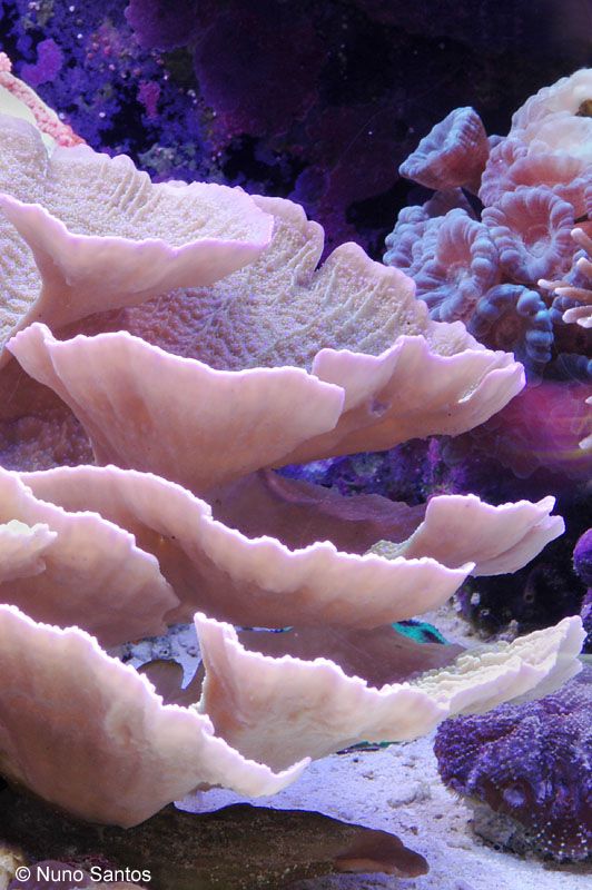 an underwater scene with corals and other marine life