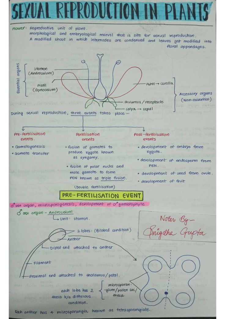 Sexual Reproduction in Flowering Plants - Biology Short Notes 📚 Reproduction Notes Biology, Biology Reproduction Notes, Human Reproduction Notes Class 12, Reproduction In Flowering Plants Notes, Anatomy Of Flowering Plants Notes, Human Reproduction Notes, Class 12 Biology Notes, Reproduction Notes, Reproduction In Plants