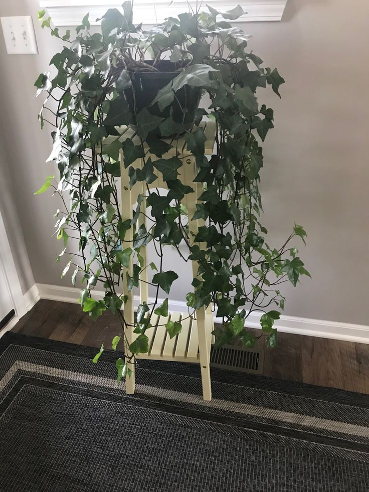 a potted plant is sitting on a chair