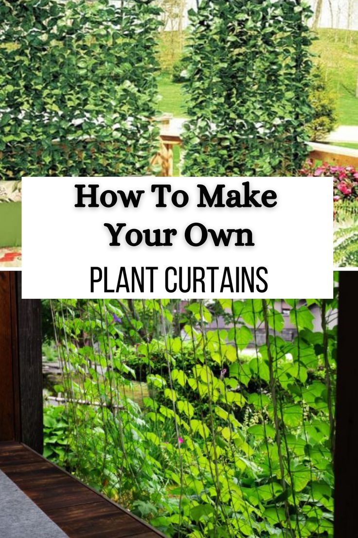 how to make your own plant curtains in the backyard or garden with plants growing on it