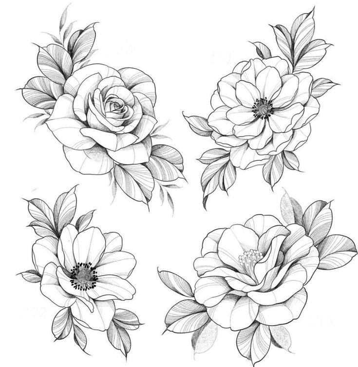 some flowers that are drawn in pencil and ink on paper, each with different petals