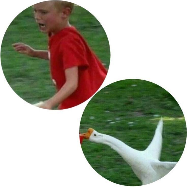 two pictures of a boy running with a goose in front of him and an image of a duck behind them