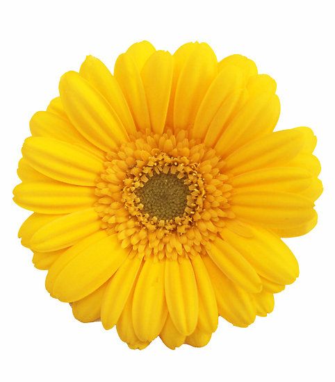 a yellow flower on a white background with clippings to the center and bottom