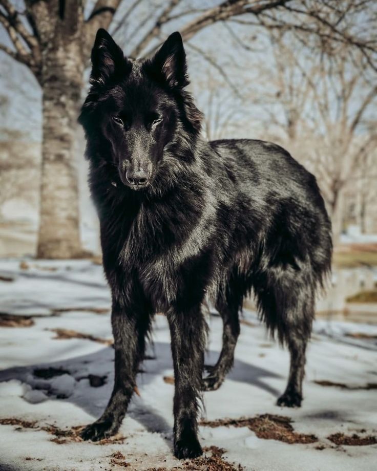 a large black dog standing on top of snow covered ground next to a tree with no leaves