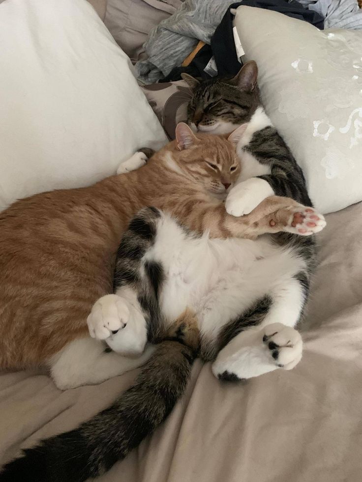 two cats laying on top of each other on a bed with white and brown pillows