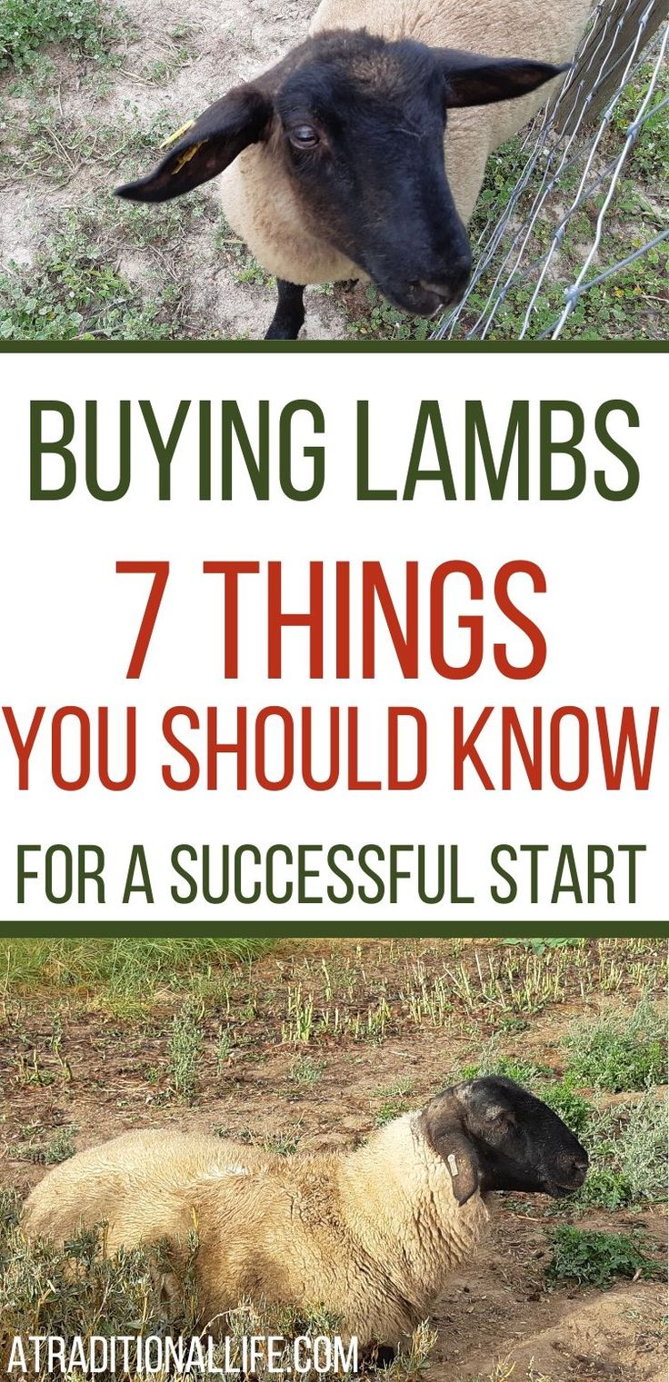 two sheep standing next to each other with the words buying lambs 7 things you should know