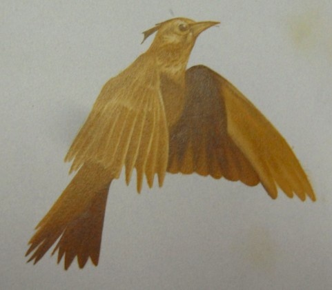 a drawing of a bird flying in the sky