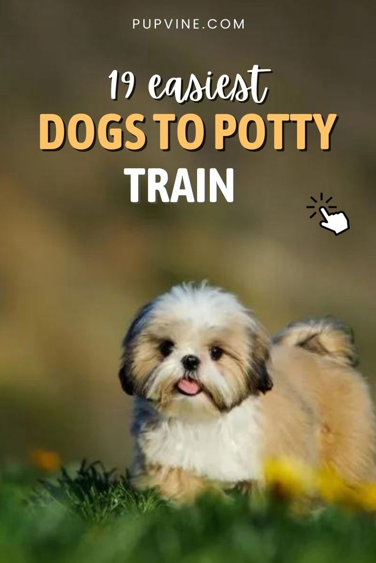 If you ever wondered what are the easiest dogs to potty train then you are in the right place. Click here and you will see the list! Best Way To Potty Train A Puppy, How To Potty Train A Dog, How To House Train A Puppy Fast, How To Potty Train A Puppy, Winnie Dogs, Dog Potty Area, Very Small Dogs, House Training Puppies, Easiest Dogs To Train