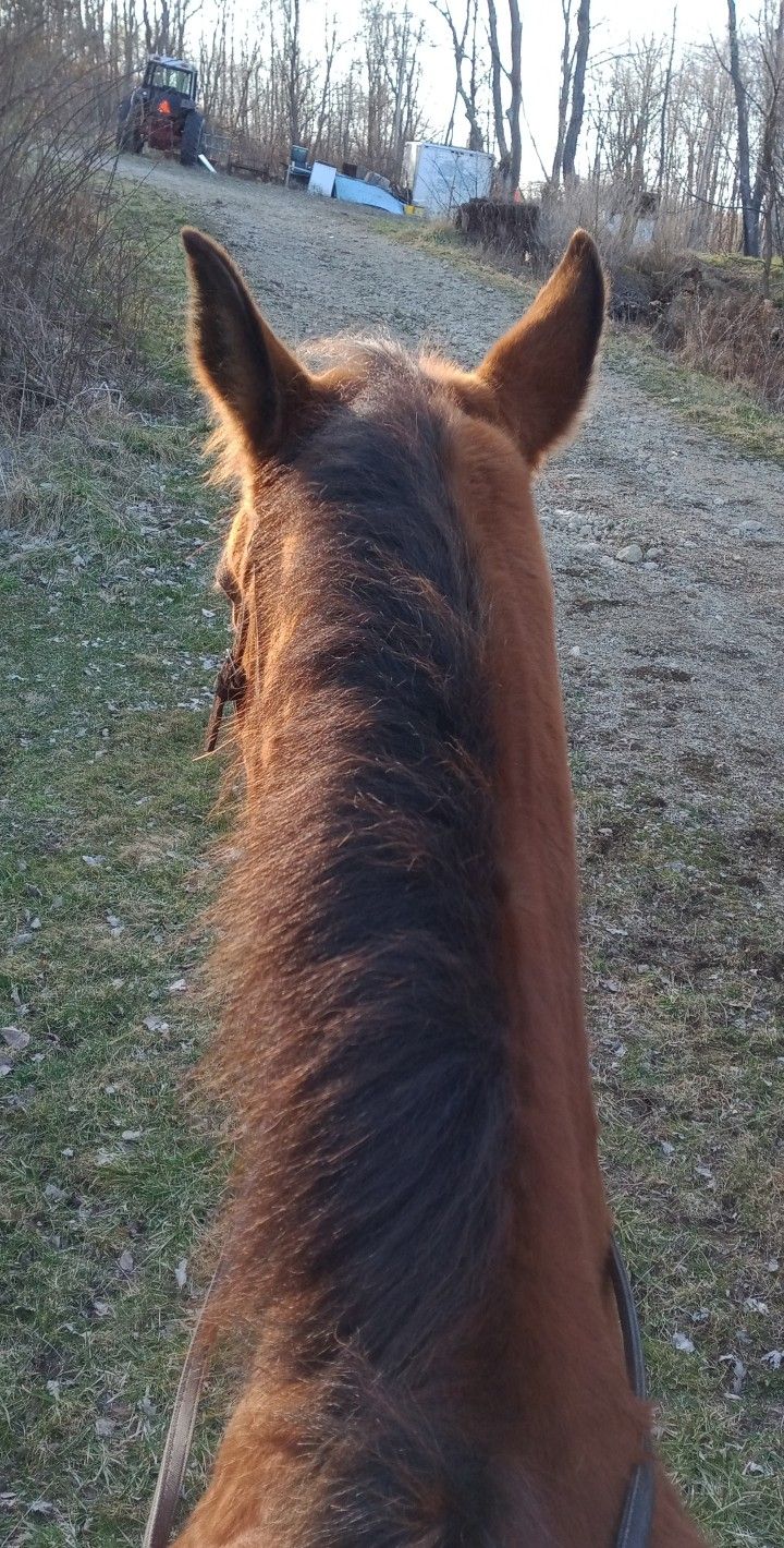 a brown horse standing on top of a lush green field next to a dirt road