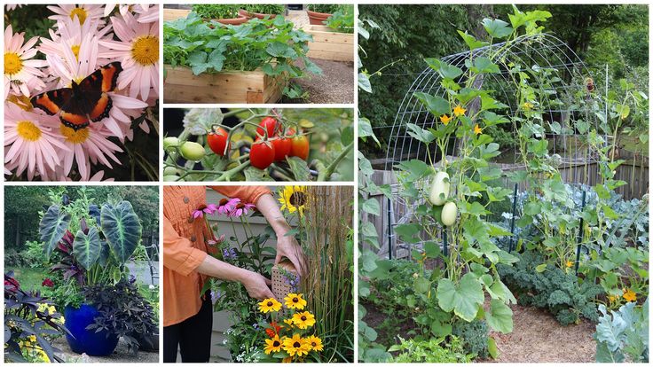 Savvy Gardening | Gardening Tips & Ideas for Beginners to Experts