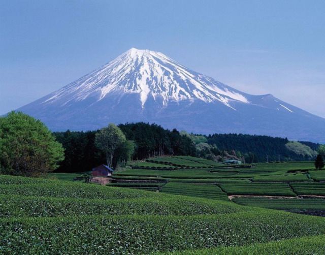 a snow covered mountain is in the distance behind a tea plantation area with trees and bushes