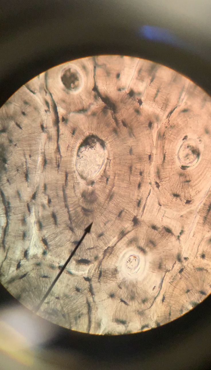 a close up view of the inside of a wood grained object with holes in it