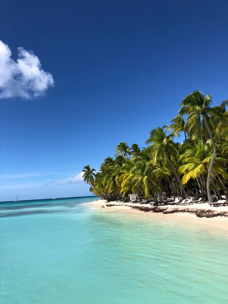 palm trees line the shore of a tropical beach with clear blue water and white sand