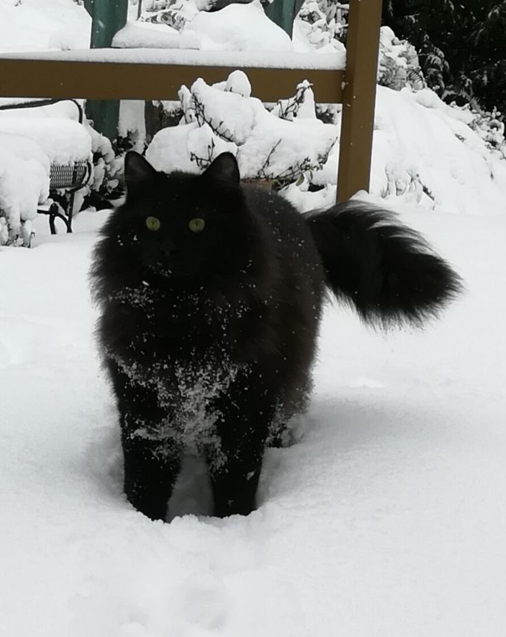 a black cat standing in the snow next to a wooden fence and bench covered with snow