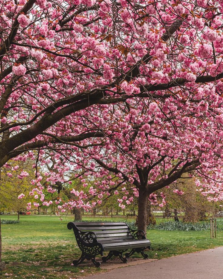 a park bench sitting under a tree filled with pink flowers