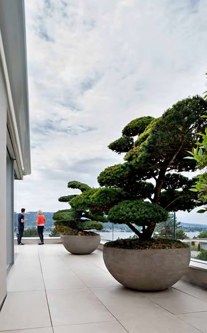 two bonsai trees in large planters on the outside of a building with people walking by