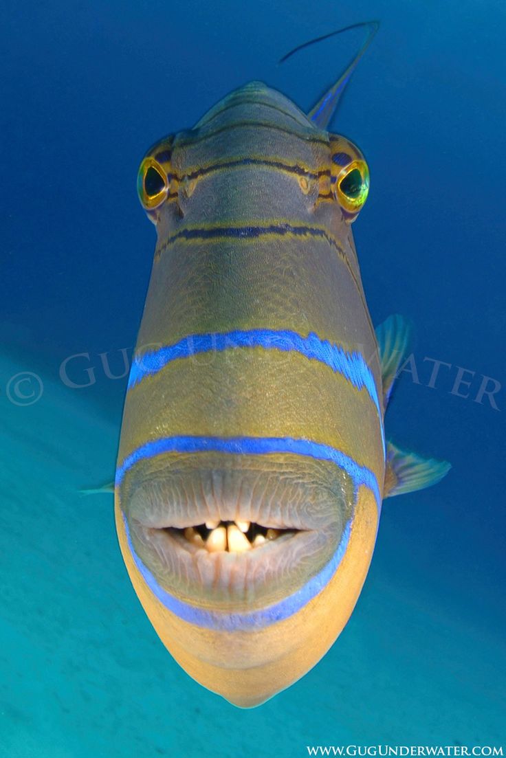 a fish that is looking at the camera with its eyes wide open in the water