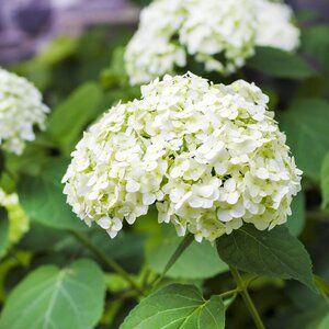 white flowers are blooming in the garden