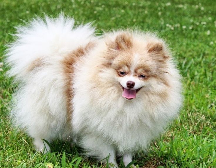 a small brown and white dog standing in the grass