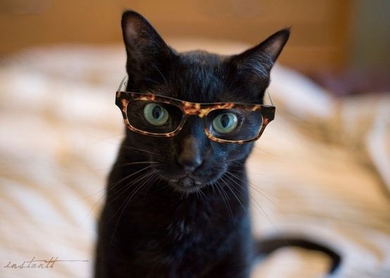 a black cat wearing glasses on top of a bed