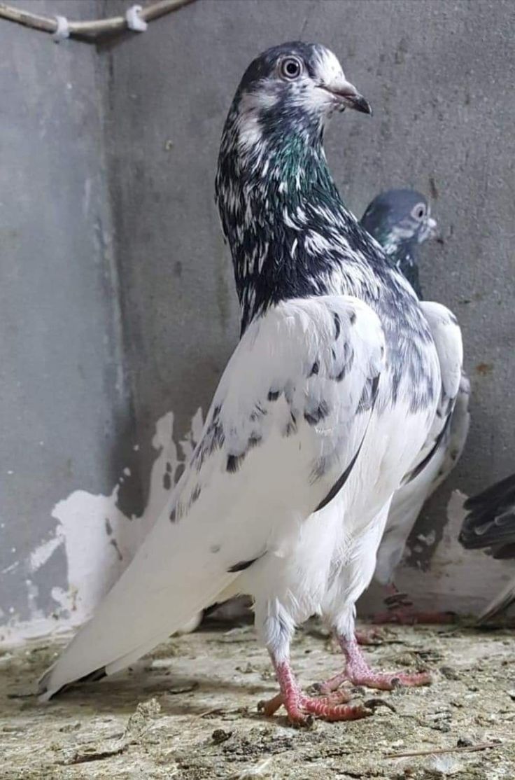 two pigeons standing next to each other on the ground in front of a concrete wall