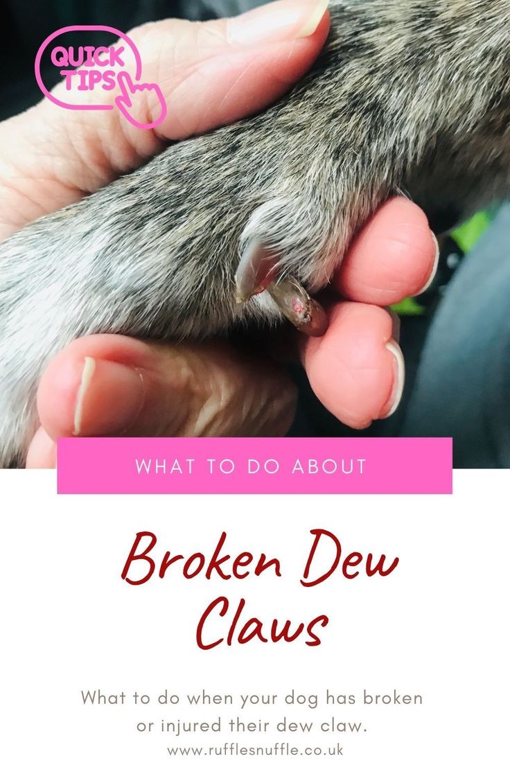 Here's our top tips on how to deal with a broken, cracked or bleeding dew claw and when to call the vet. Chunky Puppies, Dog Broken Nail, Split Toenail, Pet Recipes, Paw Care, Cat Health Care, Pet Blog, Dog Tips, Dog Health Care