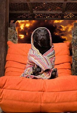 a black dog wrapped in a blanket sitting on an orange bean bag chair with flames behind it