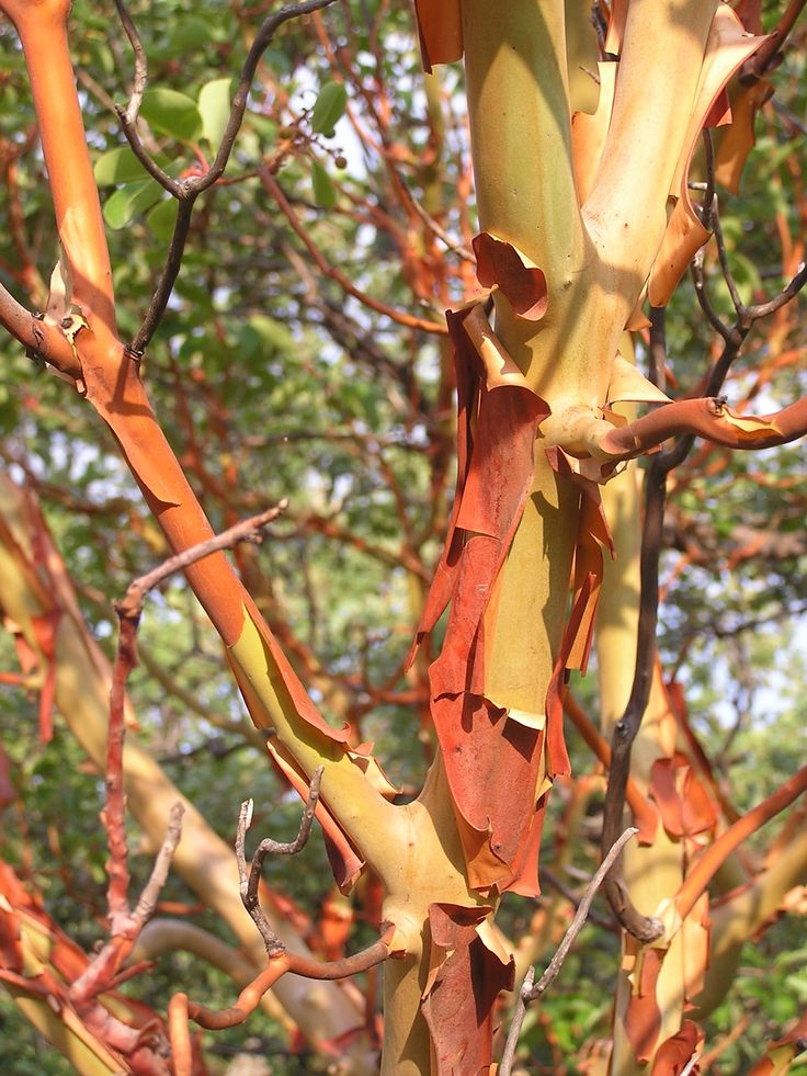 a tree with lots of green and red leaves