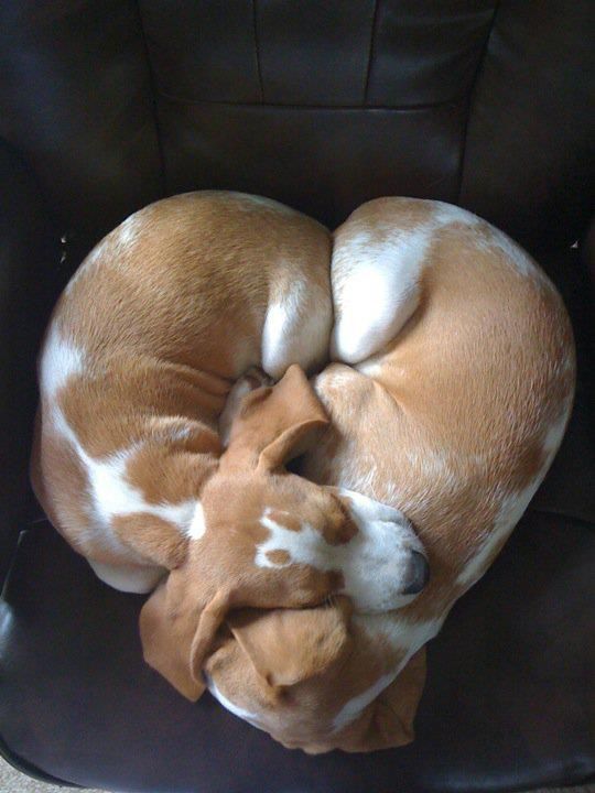 a brown and white dog curled up in a black bowl