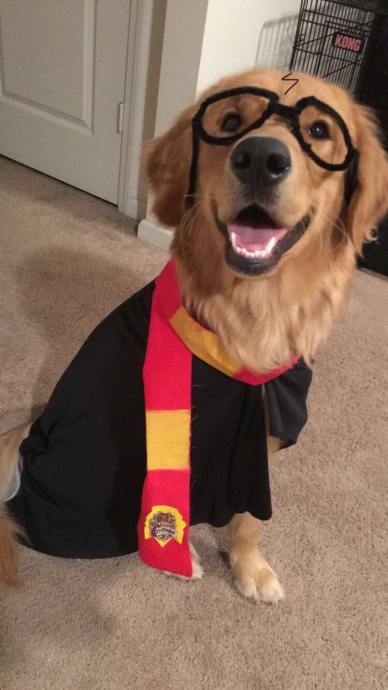 a dog wearing glasses and a harry potter shirt is sitting on the floor in front of a door