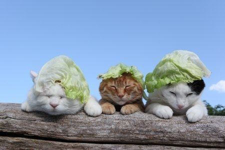 three cats with cabbage hats on their heads