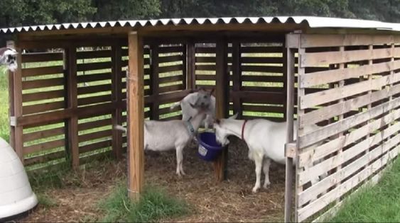 two goats and one horse are in a small wooden structure with a white bucket on the ground