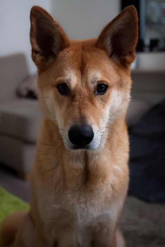 a brown dog sitting on top of a rug