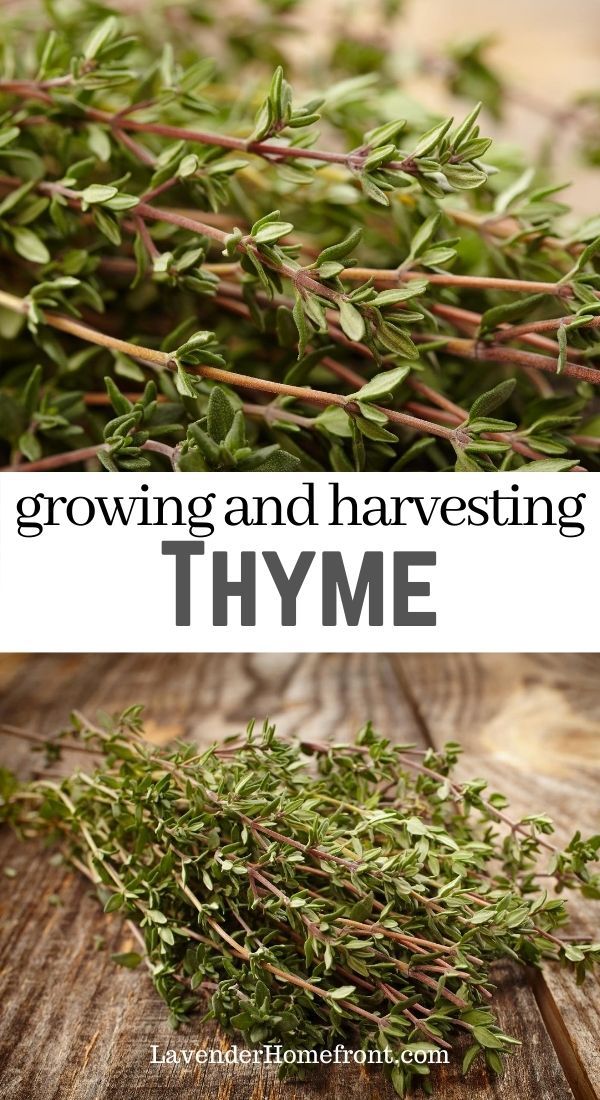 thyme growing and harvesting in the garden with text overlay that reads, growing and harvesting thyme