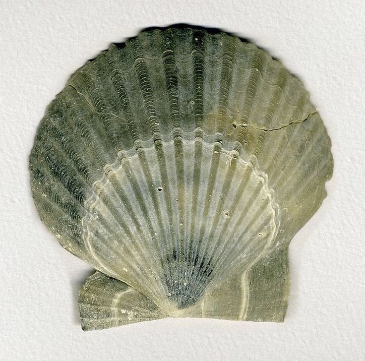 an image of a shell that is on the side of a white wall or floor