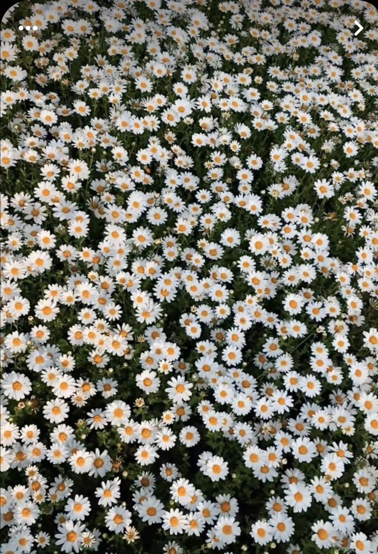 a field full of white and yellow daisies