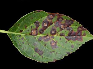 a green leaf with brown spots on it's underside is shown in front of a black background