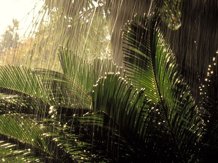 the sun is shining through the leaves of a palm tree on a sunny day in the rain