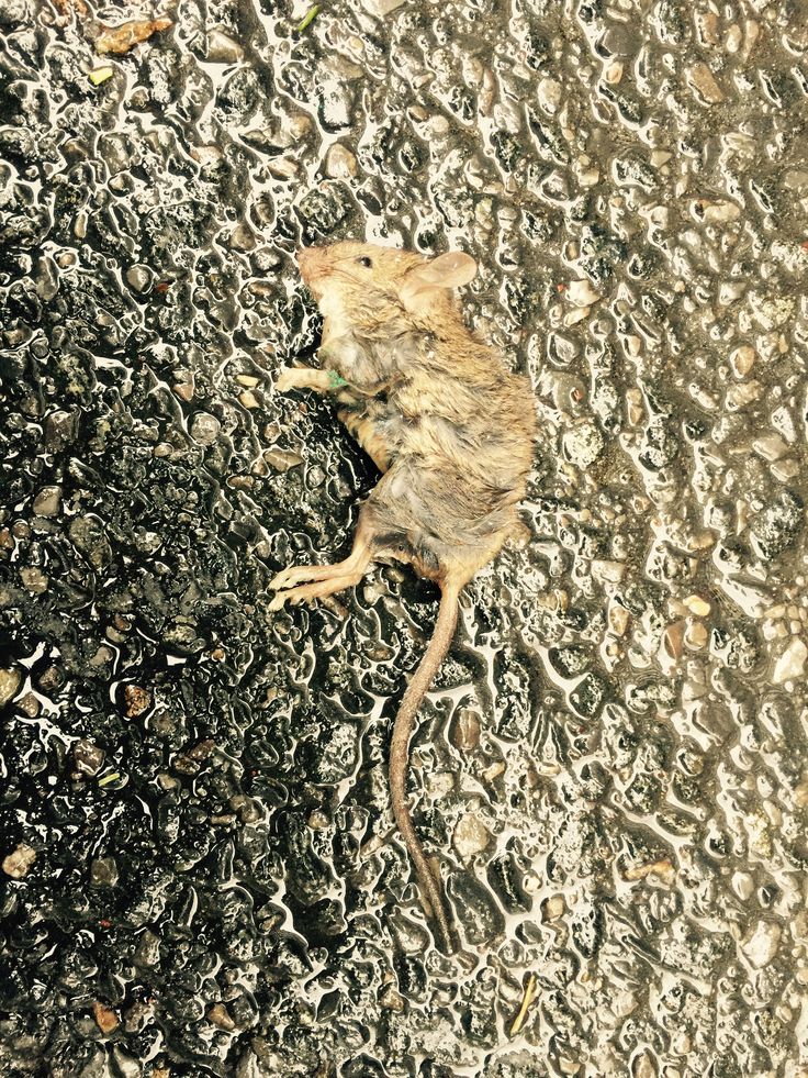 a dead rat is on the ground with its head stuck in it's tail