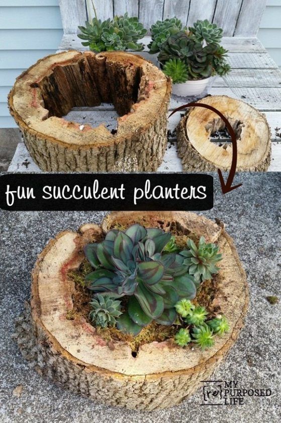 two wooden stumps with succulent plants in them