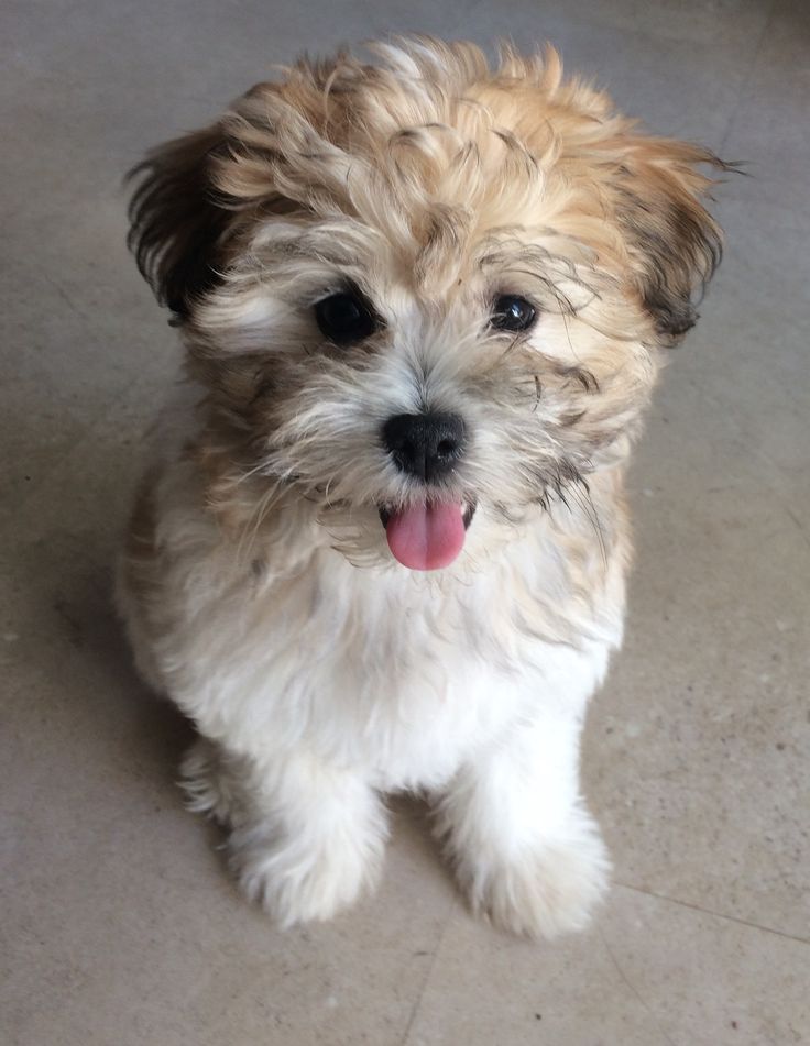 a small white and brown dog sitting on top of a tile floor