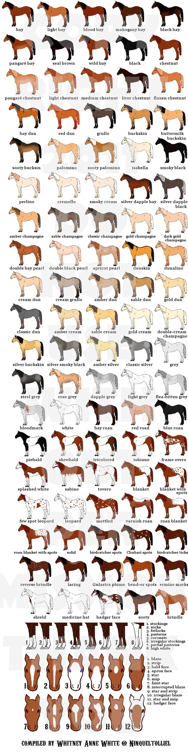 the different types of horses and their names are shown in this diagram, which shows how they