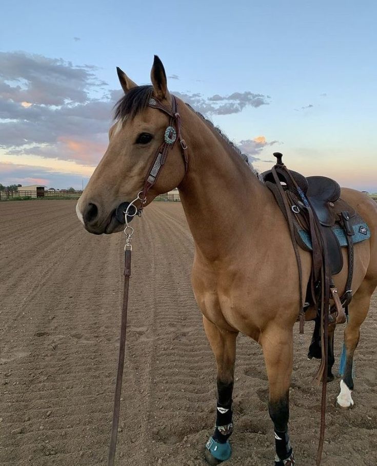 a brown horse standing on top of a dirt field next to a plowed field