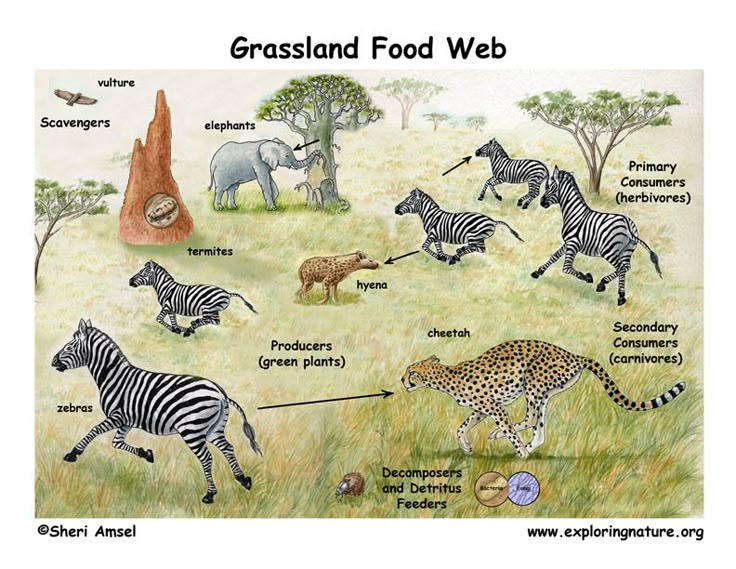 an image of food web with zebras and giraffes