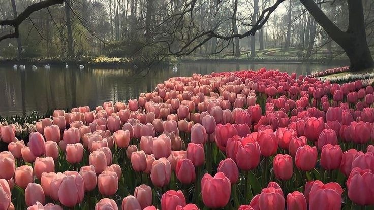 many pink tulips are growing in the grass near a body of water and trees